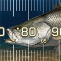 Barramundi Madness Brag Mat