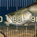 Barramundi Madness Brag Mat