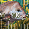 Pink Snapper Brag Mat